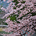 Mirai Kawashima Gallery
